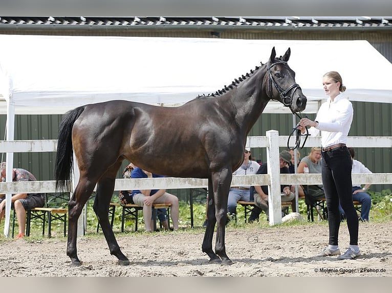 Koń pełnej krwi angielskiej Klacz 10 lat 164 cm Kara in Bad Oldesloe