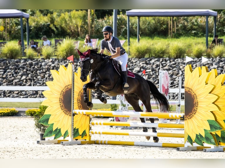 Koń pełnej krwi angielskiej Klacz 10 lat 166 cm Ciemnogniada in MichałoWice