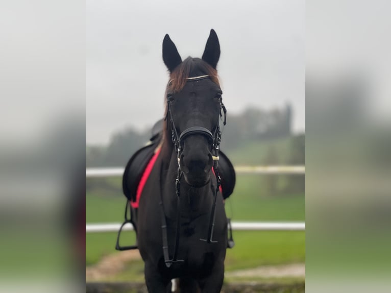 Koń pełnej krwi angielskiej Klacz 11 lat 160 cm Skarogniada in Salzburg