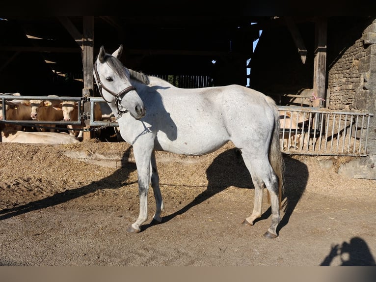 Koń pełnej krwi angielskiej Klacz 12 lat 165 cm Siwa in Saint-Germain-le-Vieux