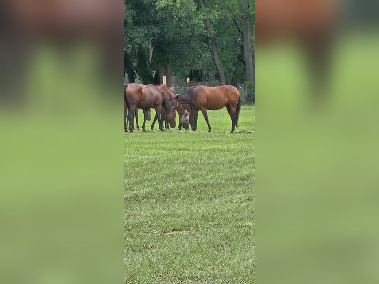 Koń pełnej krwi angielskiej Klacz 16 lat 163 cm Gniada in Ocala