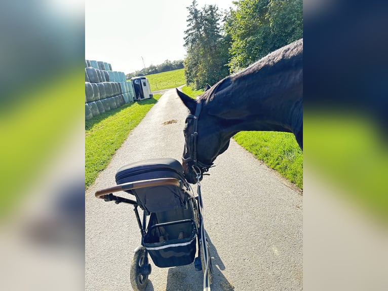 Koń pełnej krwi angielskiej Klacz 16 lat 166 cm Skarogniada in Kürten