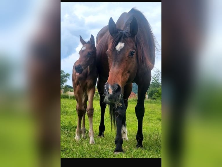 Koń pełnej krwi angielskiej Klacz 16 lat in Homberg (Efze)