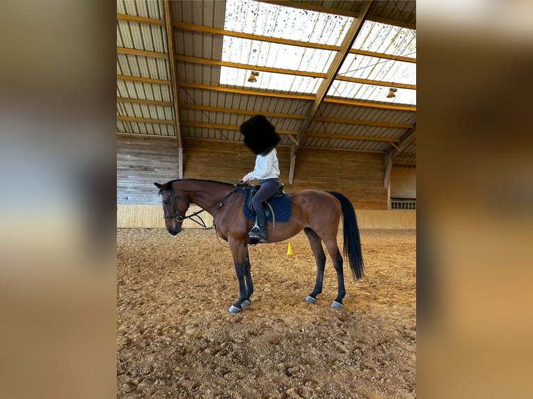 Koń pełnej krwi angielskiej Klacz 17 lat 165 cm Gniada in Lathus-Saint-Rémy