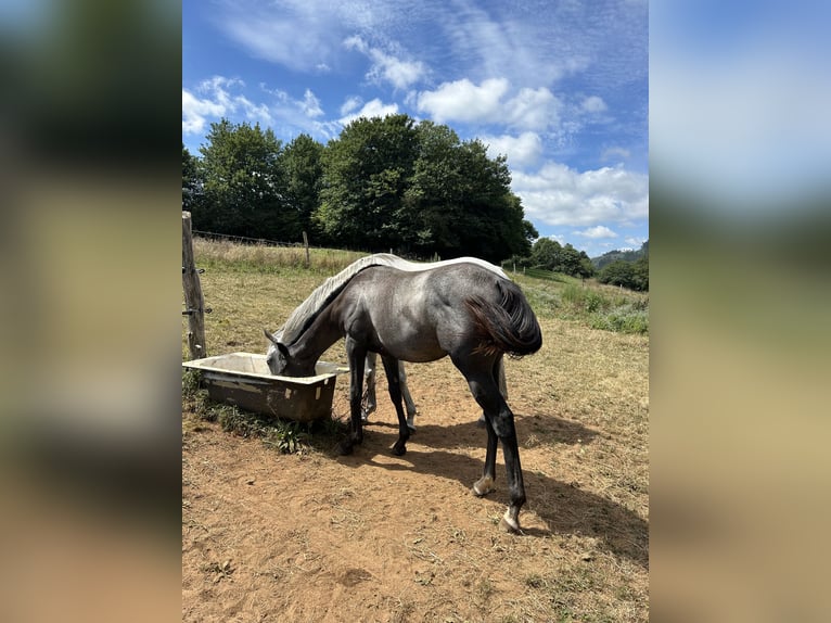 Koń pełnej krwi angielskiej Klacz 1 Rok Siwa in Ladines (Oviedo)iedo