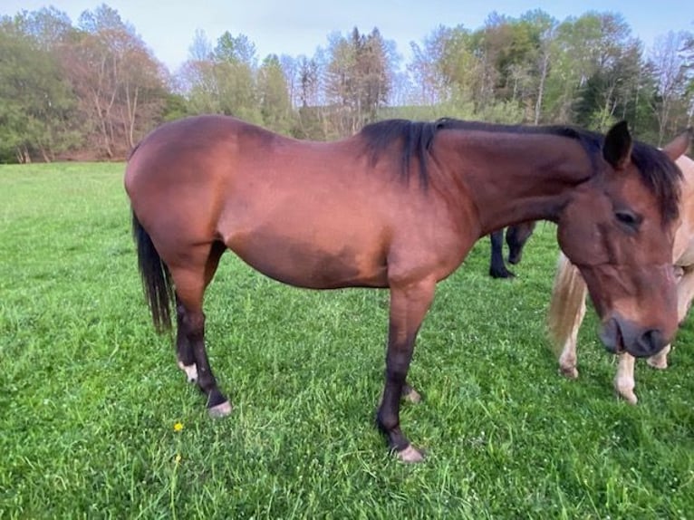 Koń pełnej krwi angielskiej Klacz 20 lat 163 cm Gniada in Randolph, NY