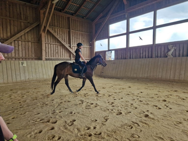 Koń pełnej krwi angielskiej Klacz 4 lat 162 cm Ciemnogniada in Haidershofen