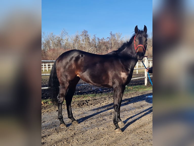 Koń pełnej krwi angielskiej Klacz 4 lat 162 cm Ciemnogniada in Haidershofen