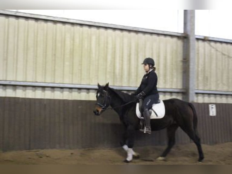 Koń pełnej krwi angielskiej Klacz 5 lat 152 cm Ciemnogniada in Löhnberg