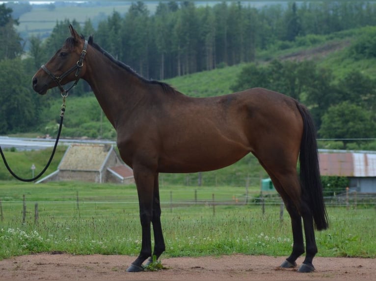 Koń pełnej krwi angielskiej Klacz 5 lat 160 cm in Trivy