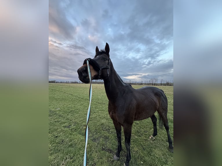 Koń pełnej krwi angielskiej Klacz 5 lat 162 cm Gniada in Schwedt/Oder