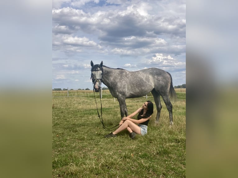 Koń pełnej krwi angielskiej Klacz 6 lat 163 cm Siwa in Płock