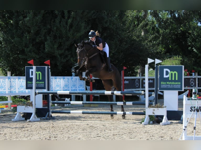 Koń pełnej krwi angielskiej Klacz 6 lat 165 cm Ciemnogniada in Lardero