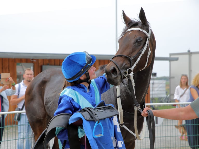 Koń pełnej krwi angielskiej Klacz 6 lat 168 cm Ciemnogniada in Gummersbach