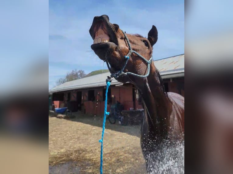 Koń pełnej krwi angielskiej Klacz 6 lat 173 cm Gniada in Dayton