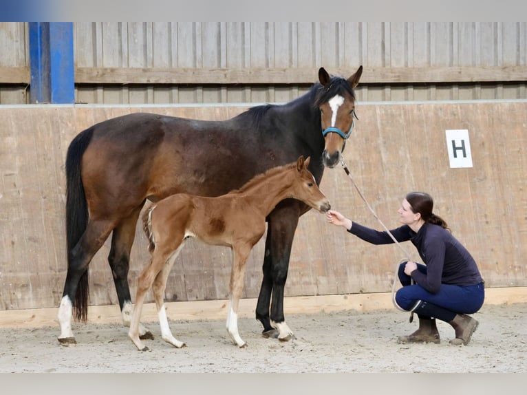 Koń pełnej krwi angielskiej Klacz 7 lat 162 cm Gniada in Bad Oldesloe