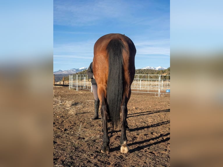 Koń pełnej krwi angielskiej Klacz 8 lat 163 cm Gniada in Fort Worth Texas