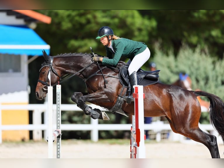 Koń pełnej krwi angielskiej Klacz 8 lat 168 cm Ciemnogniada in Brunete