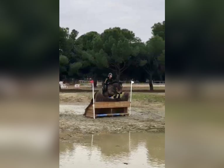 Koń pełnej krwi angielskiej Klacz 8 lat 168 cm Ciemnogniada in Brunete