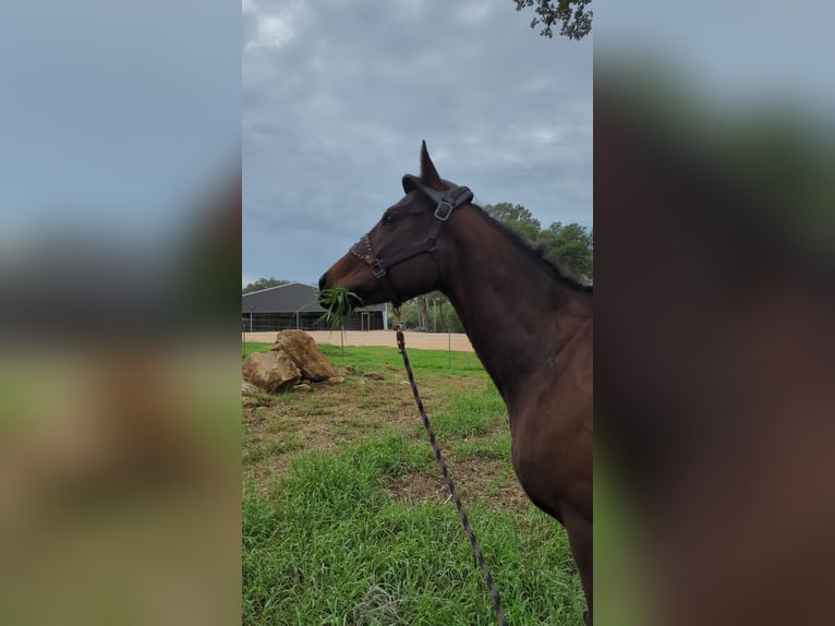 Koń pełnej krwi angielskiej Klacz 8 lat Gniada in Hallettsville Texas