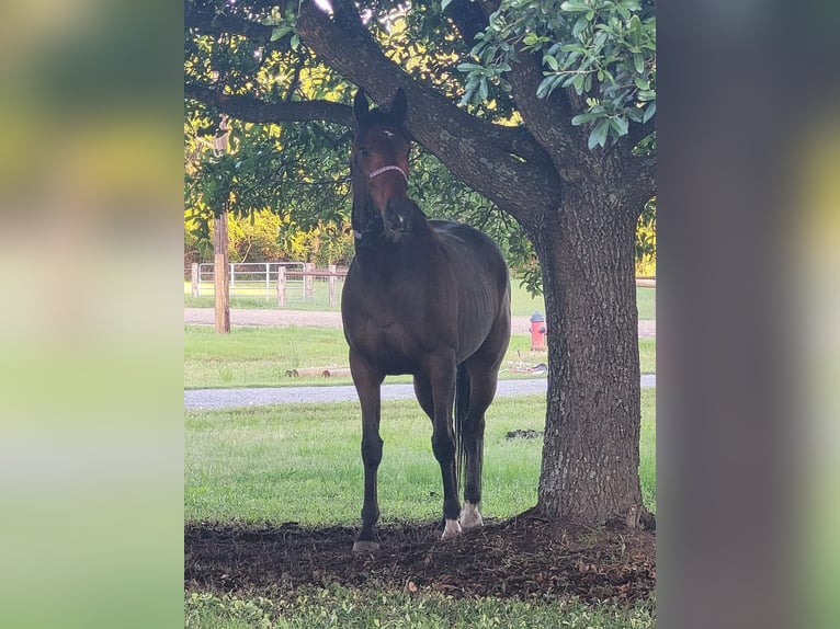 Koń pełnej krwi angielskiej Klacz 8 lat Gniada in Hallettsville Texas