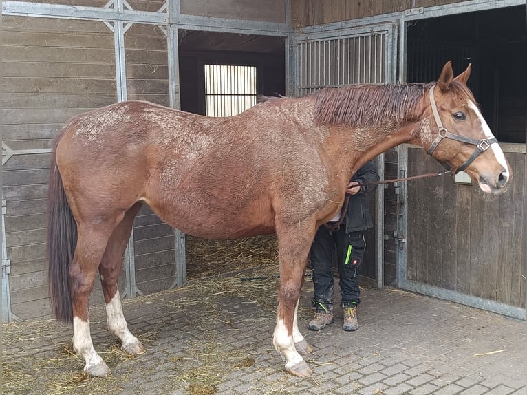 Koń pełnej krwi angielskiej Klacz 8 lat in Bergheim