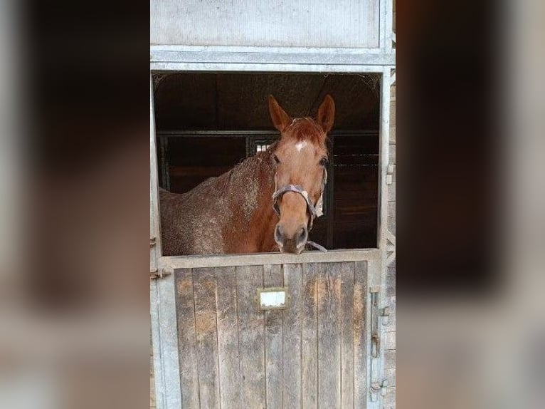 Koń pełnej krwi angielskiej Klacz 8 lat in Bergheim