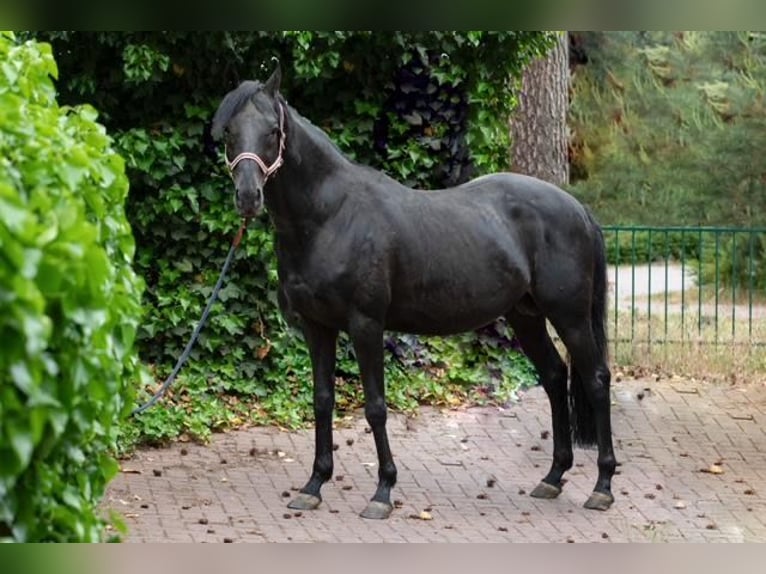 Koń pełnej krwi angielskiej Ogier 12 lat 156 cm in Reichenwalde Dahmsdorf