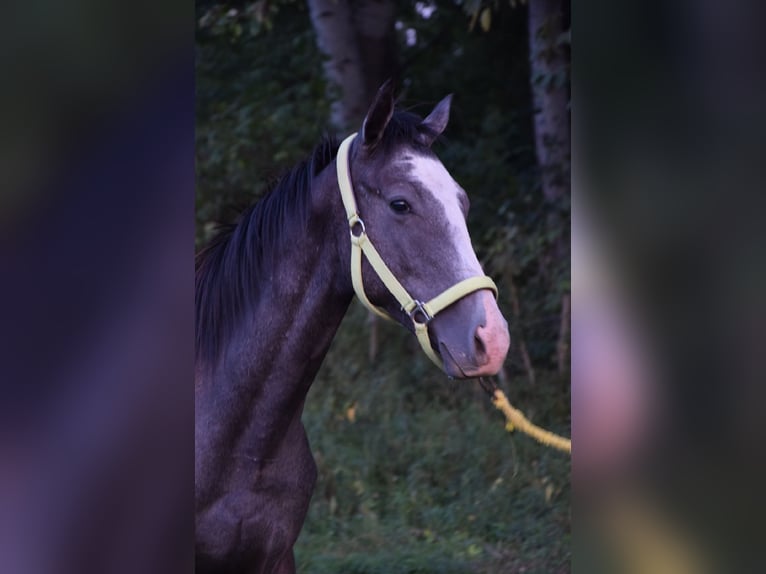 Koń pełnej krwi angielskiej Ogier 1 Rok 156 cm Siwa in Vác