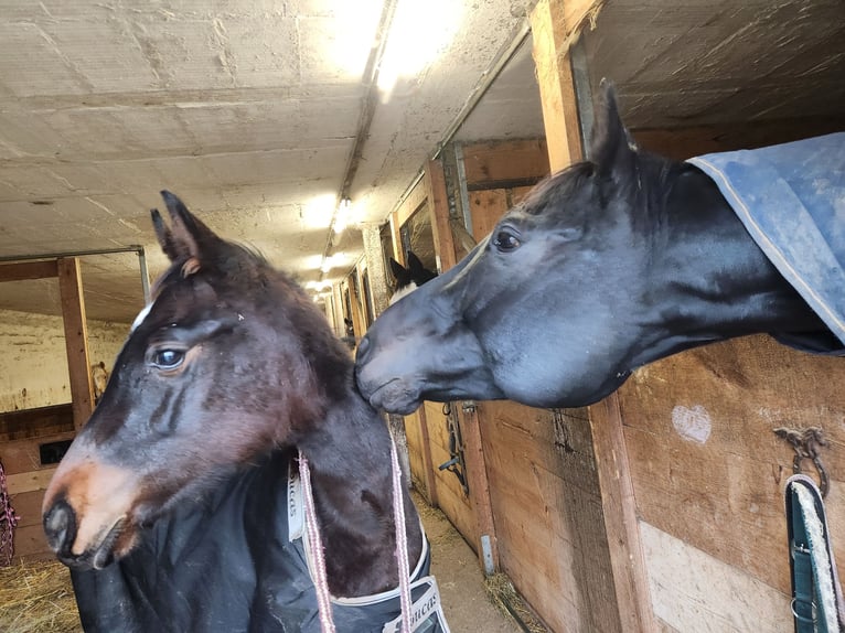 Koń pełnej krwi angielskiej Ogier 1 Rok Gniada in Homberg (Efze)