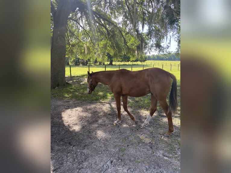 Koń pełnej krwi angielskiej Ogier 1 Rok Gniada in Williston/Ocala Florida