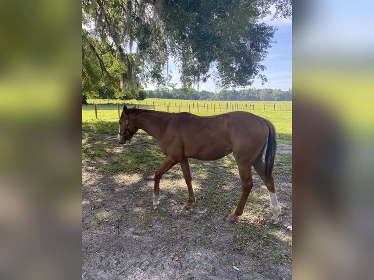 Koń pełnej krwi angielskiej Ogier 1 Rok Gniada in Williston/Ocala Florida