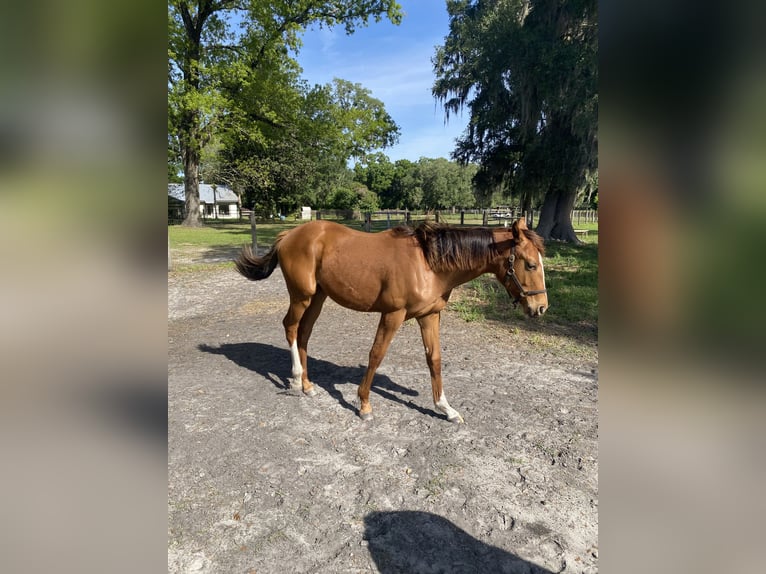 Koń pełnej krwi angielskiej Ogier 1 Rok Gniada in Williston/Ocala Florida