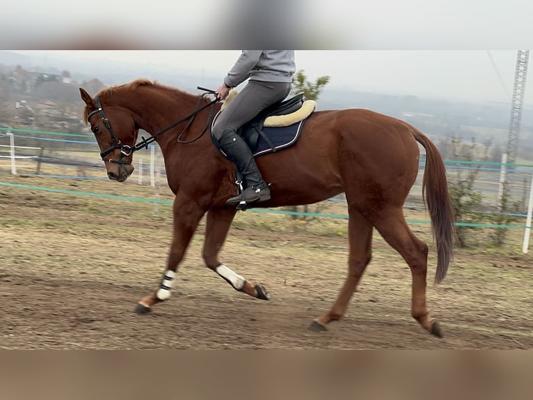 Koń pełnej krwi angielskiej Ogier 3 lat 168 cm Ciemnokasztanowata in Csömör