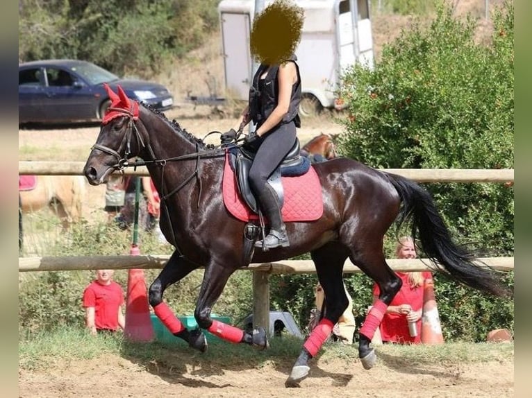 Koń pełnej krwi angielskiej Wałach 10 lat Kara in El Badorc