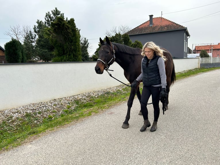 Koń pełnej krwi angielskiej Wałach 11 lat 170 cm Gniada in Sljeme (Medvednica-Tomislavac)