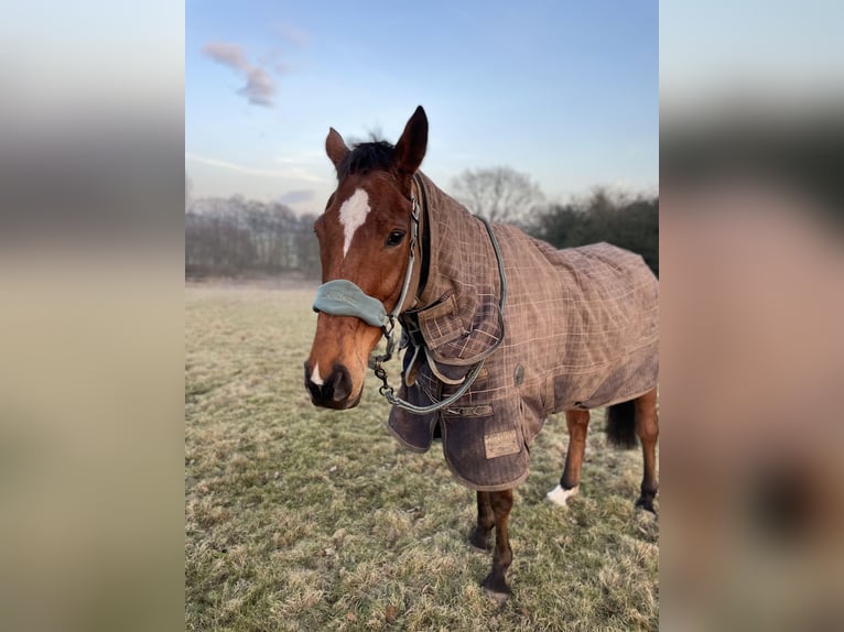 Koń pełnej krwi angielskiej Wałach 12 lat 164 cm Gniada in Caverswall