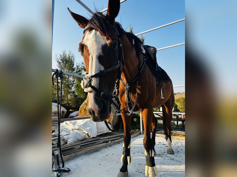 Koń pełnej krwi angielskiej Wałach 12 lat 165 cm Gniada in Lefkosia