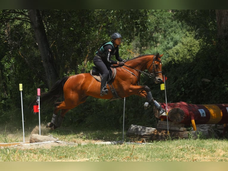 Koń pełnej krwi angielskiej Wałach 12 lat 165 cm Gniada in Brunete