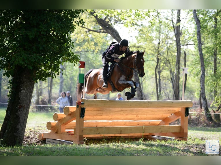 Koń pełnej krwi angielskiej Wałach 12 lat 165 cm Gniada in Brunete