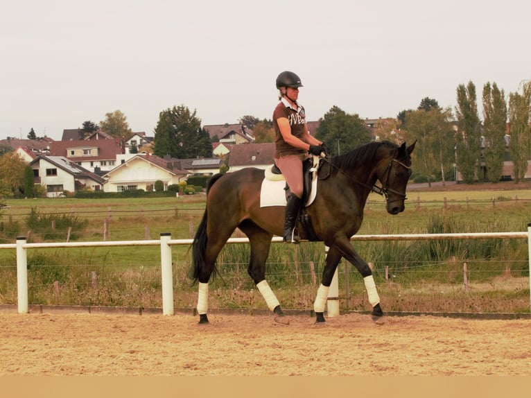 Koń pełnej krwi angielskiej Wałach 12 lat 168 cm Ciemnogniada in Rödermark