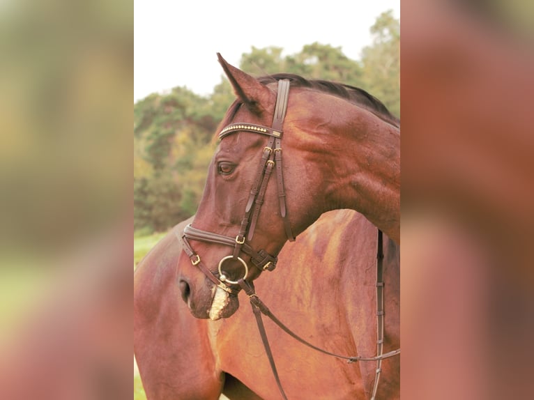 Koń pełnej krwi angielskiej Wałach 12 lat 168 cm Ciemnogniada in Rödermark