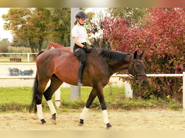 Koń pełnej krwi angielskiej Wałach 12 lat 168 cm Ciemnogniada in Rödermark