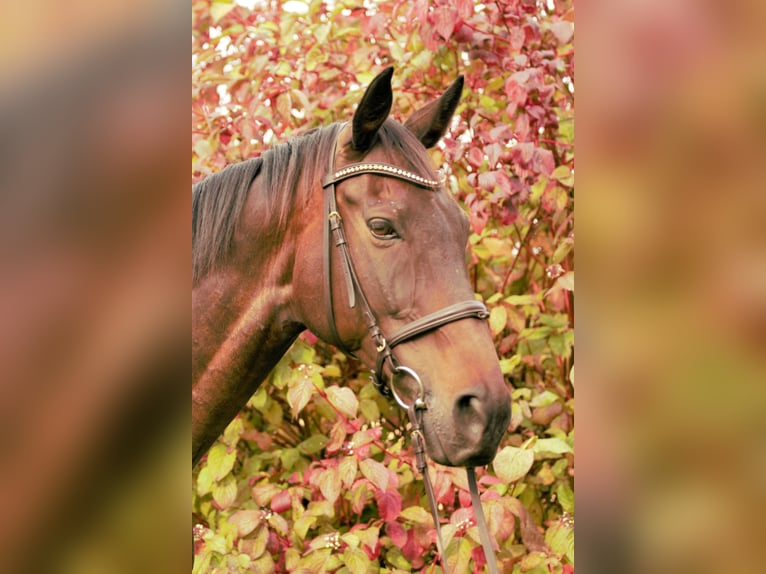 Koń pełnej krwi angielskiej Wałach 12 lat 168 cm Ciemnogniada in Rödermark