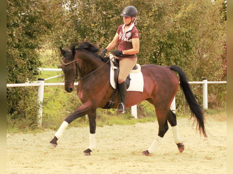 Koń pełnej krwi angielskiej Wałach 12 lat 168 cm Ciemnogniada in Rödermark