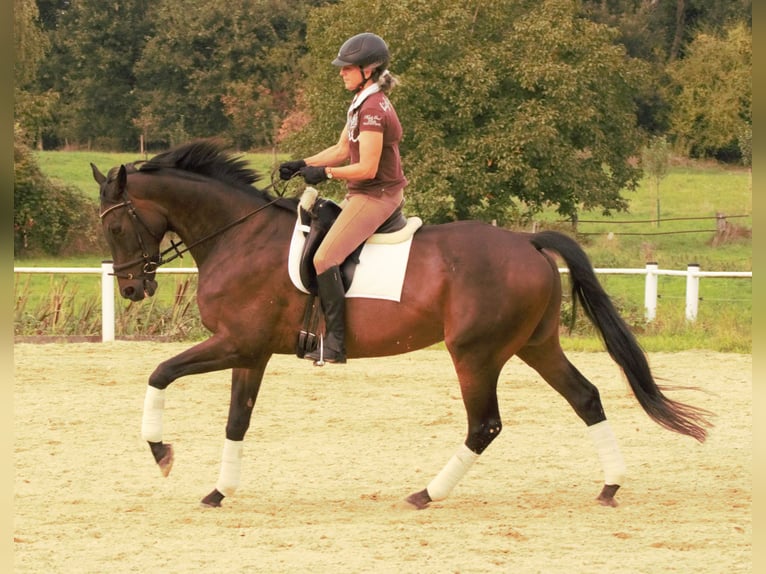 Koń pełnej krwi angielskiej Wałach 12 lat 168 cm Ciemnogniada in Rödermark