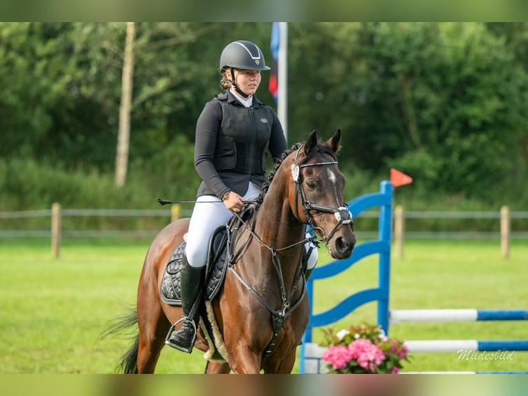 Koń pełnej krwi angielskiej Wałach 13 lat 160 cm Ciemnogniada in Jemgum