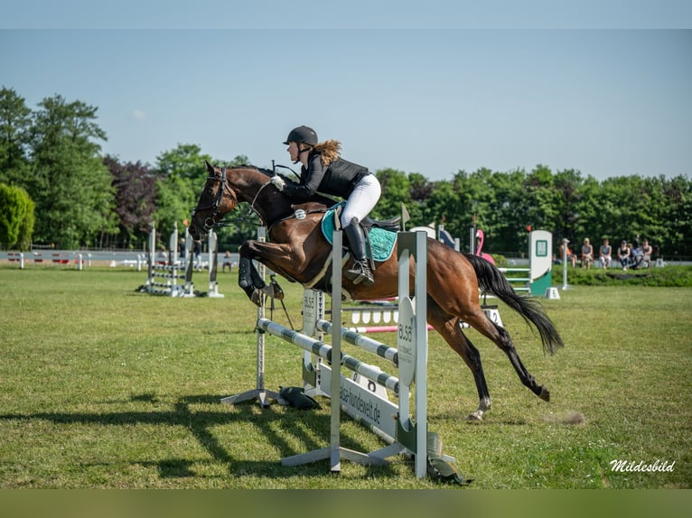 Koń pełnej krwi angielskiej Wałach 13 lat 160 cm Ciemnogniada in Jemgum