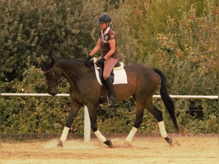 Koń pełnej krwi angielskiej Wałach 13 lat 168 cm Ciemnogniada in Rödermark