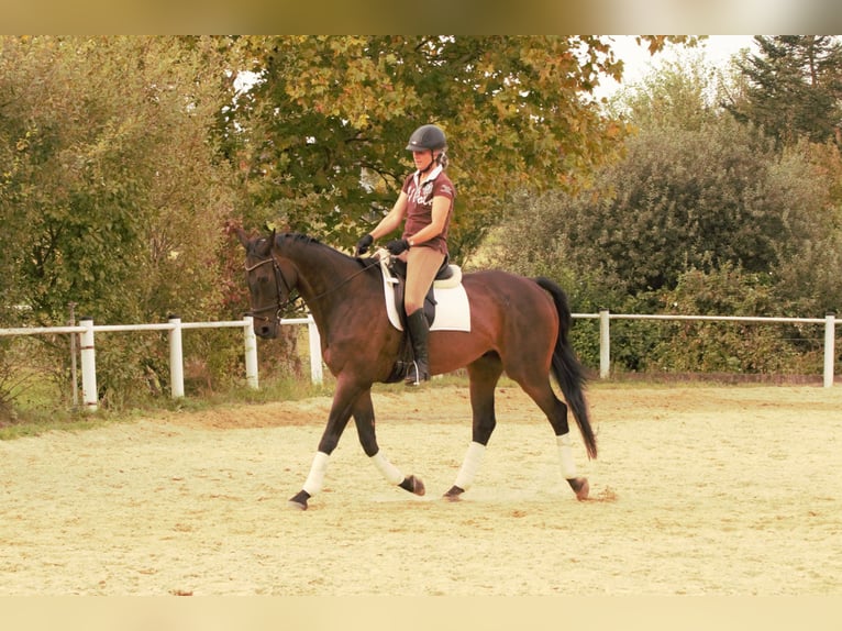 Koń pełnej krwi angielskiej Wałach 13 lat 168 cm Ciemnogniada in Rödermark